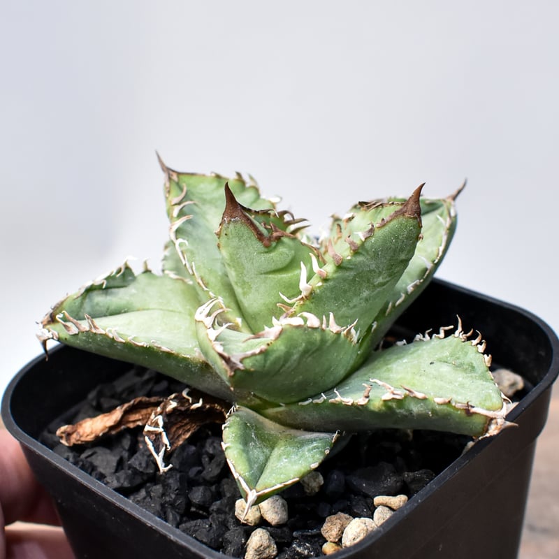 アガベ チタノタ 