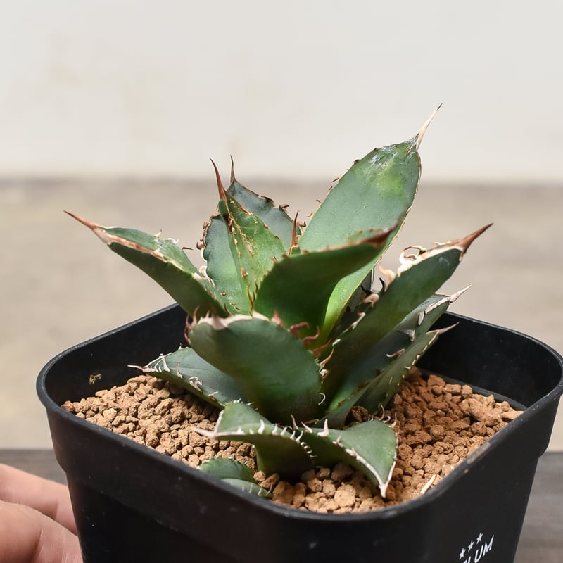 アガベ チタノタ 