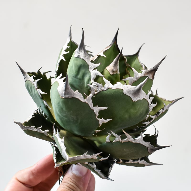 アガベ チタノタ シャークソード 