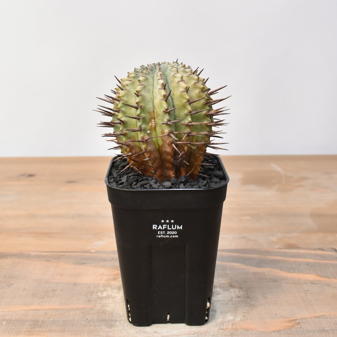 ユーフォルビア ホリダ 