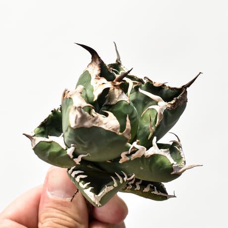 アガベ チタノタ 精品南アフリカダイヤモンド  "精品SAD" 【台湾 dragon agave産/中株/抜き苗】B RF25011910