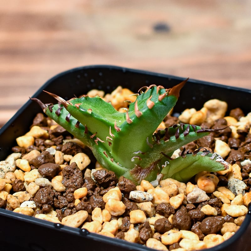 【スーパーチタノタ】CACUTUS GREEN血統、発根済み子株② アガベ チタノタ 