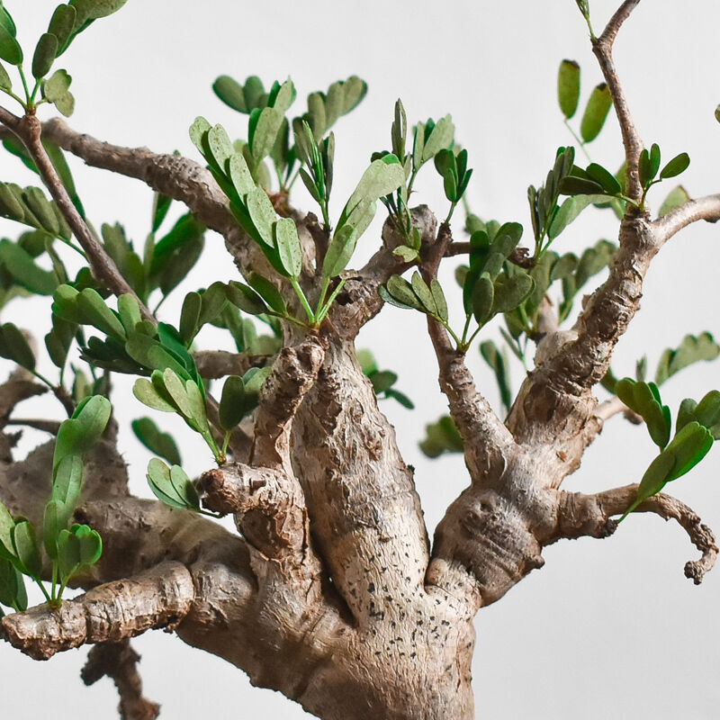 センナ メリディオナリス 【市場価値も高騰中！！盆栽のような雰囲気を