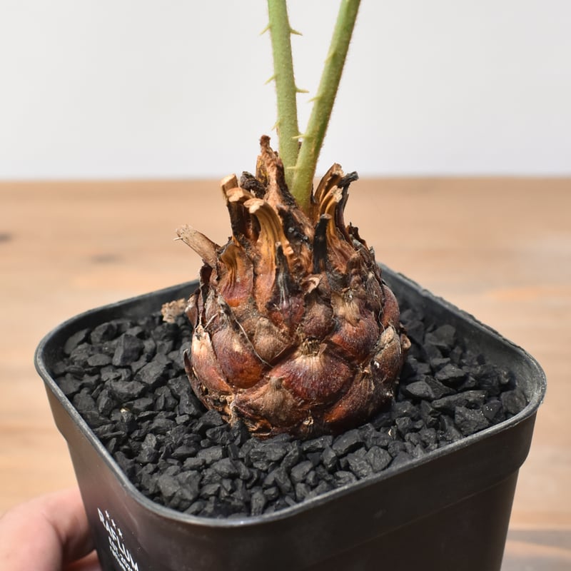 サイカス　カイルンシアナ　超赤肌 サイカス カイルンシアナ SOLD | mana's green