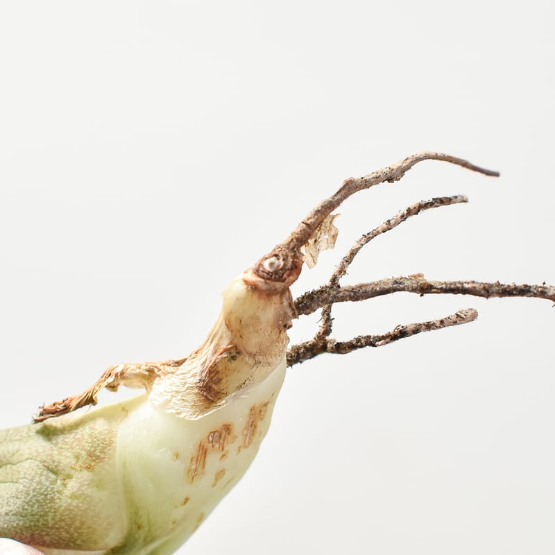 アガベ チタノタ 