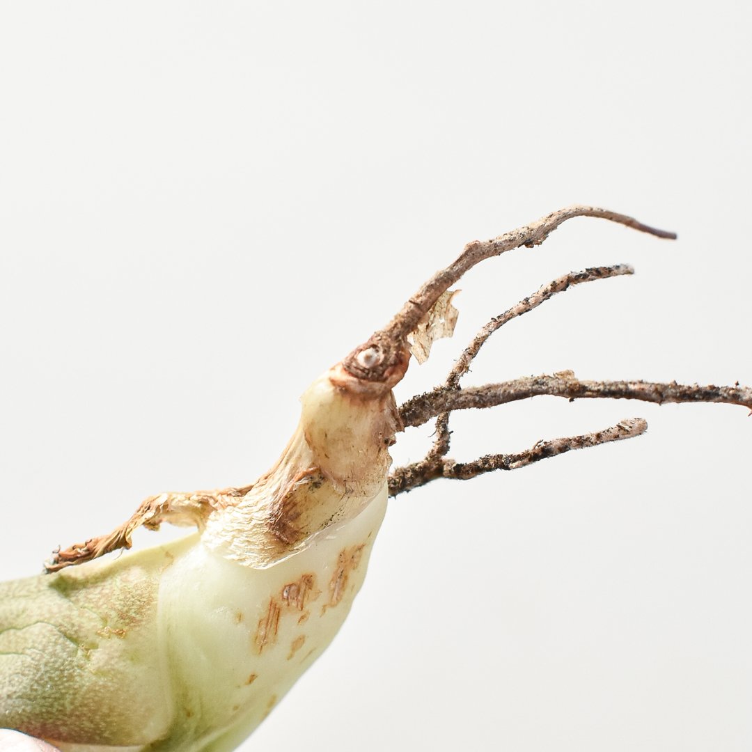 アガベ チタノタ 