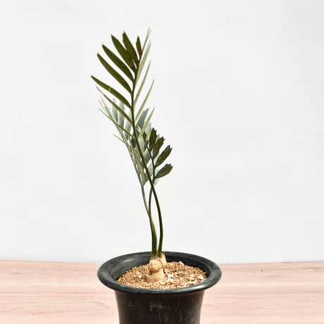 【国際希少野生動植物種登録票付】エンセファラルトス レーマニー RFHK-388
