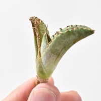 アガべ チタノタ  "大黄蜂" 【台湾 dragon agave産/TC子株/抜き苗】9 DG2402276