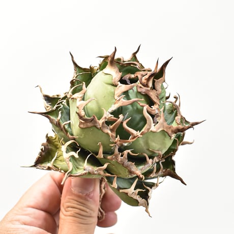 【5CLAW】アガベ チタノタ シーザー / 精品凱撒 【台湾 dragon agave産/中株/抜き苗】RFDG25010967