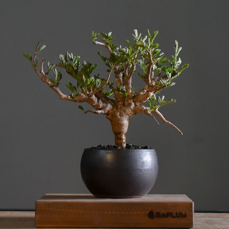 ピロ‼️激ジブ！作家鉢付！センナメリディオナリス 現地球 盆栽仕様 パキプス センナメリディオナリス 特大株 パキプス 塊根 現地球 灌木