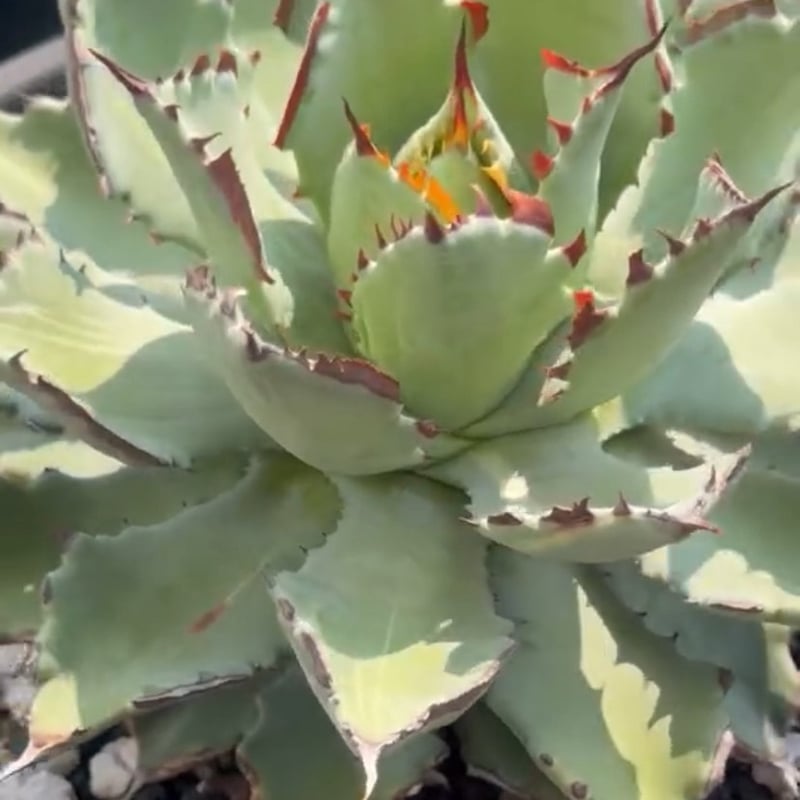 アガベ ハイブリット 