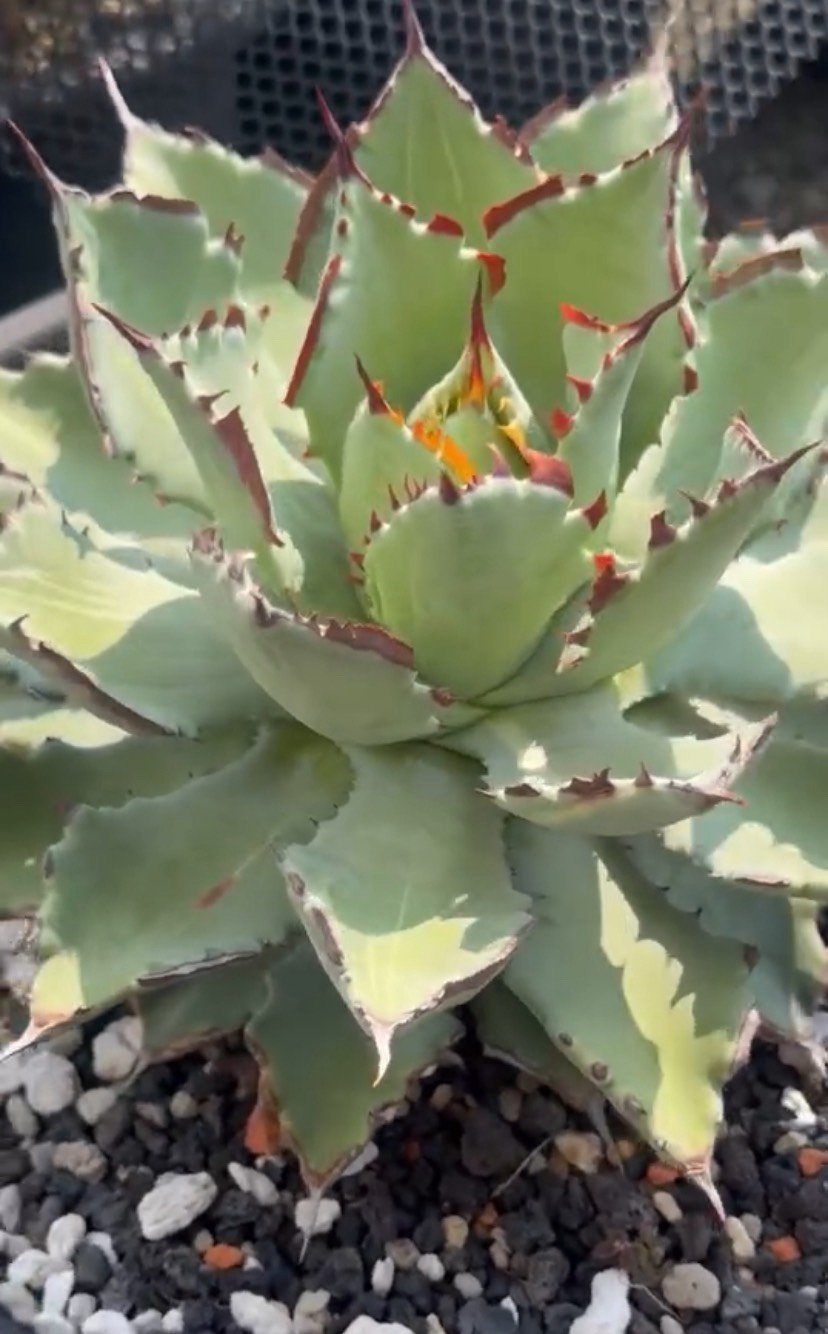 アガベ ハイブリット 