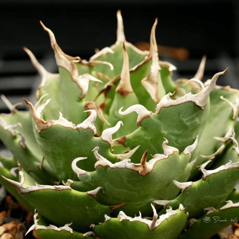 アガベ Dennis hybrid 甲妖x鬼爪(isthmnensis x utahensis アガベ Dennis hybrid 甲妖x鬼爪(isthmnensis x utahensis