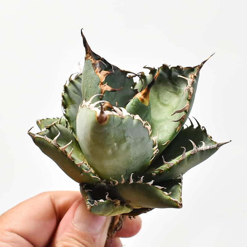 国内実生最高峰】アガベ オテロイ【OSPセレクト株 / 抜き苗 / 実生】3