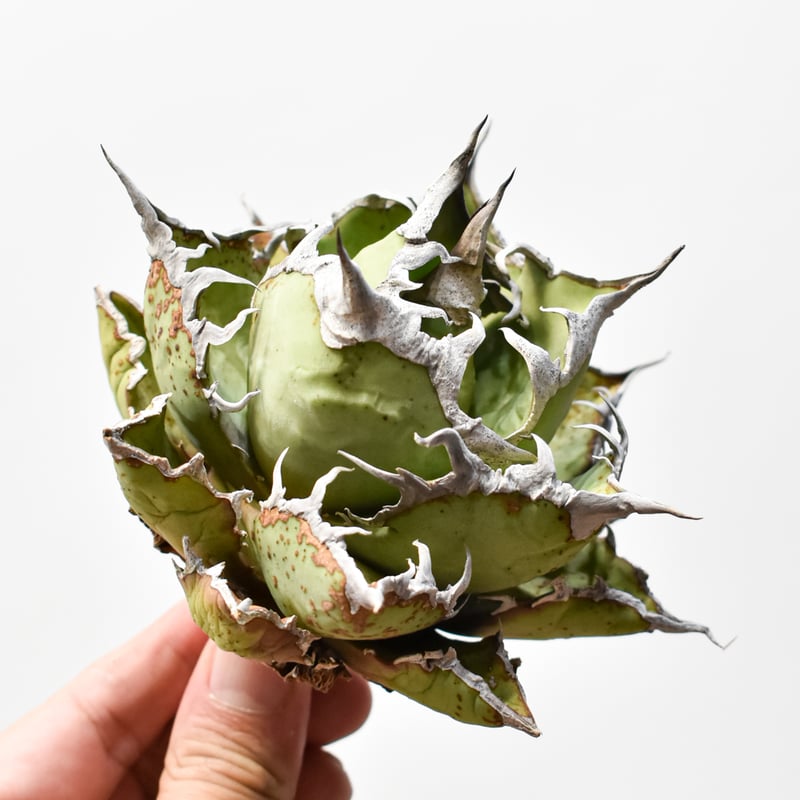 アガベ チタノタ 精品老シーザー / 精品老凱撒 【台湾 dragon agave産