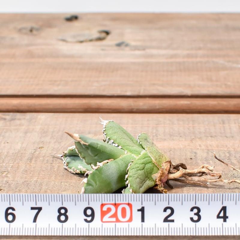 【激レア株】 N plants産 アガベチタノタ\"ゴジラ\" GODZILLA Agave Titanota 