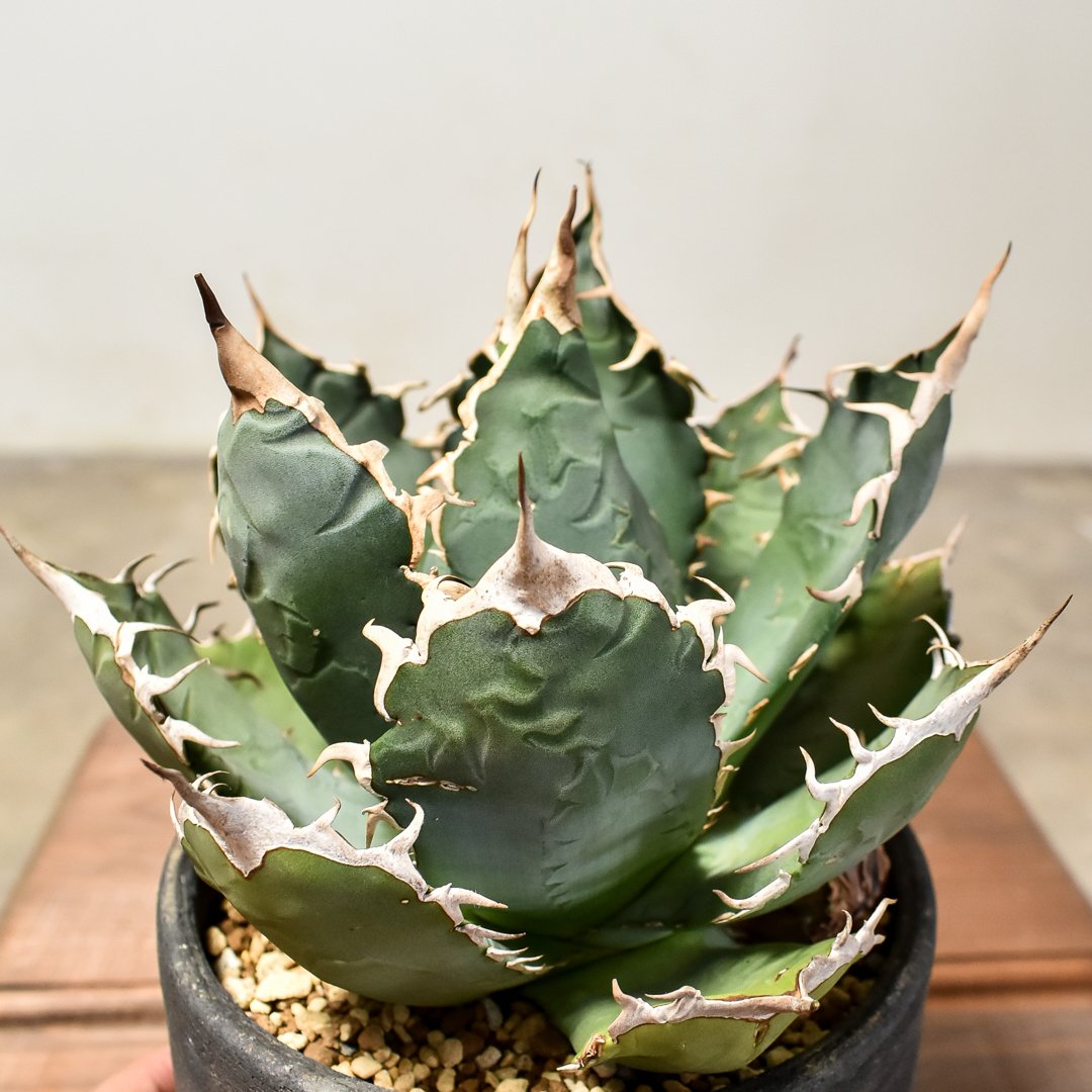 m*s様 アガベ　チタノタ　オテロイ　無名 アガベ チタノタ FO-076 