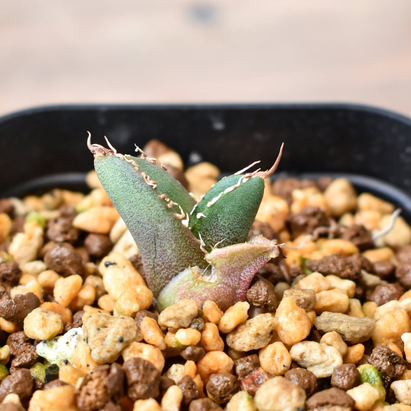 アガベ チタノタ 