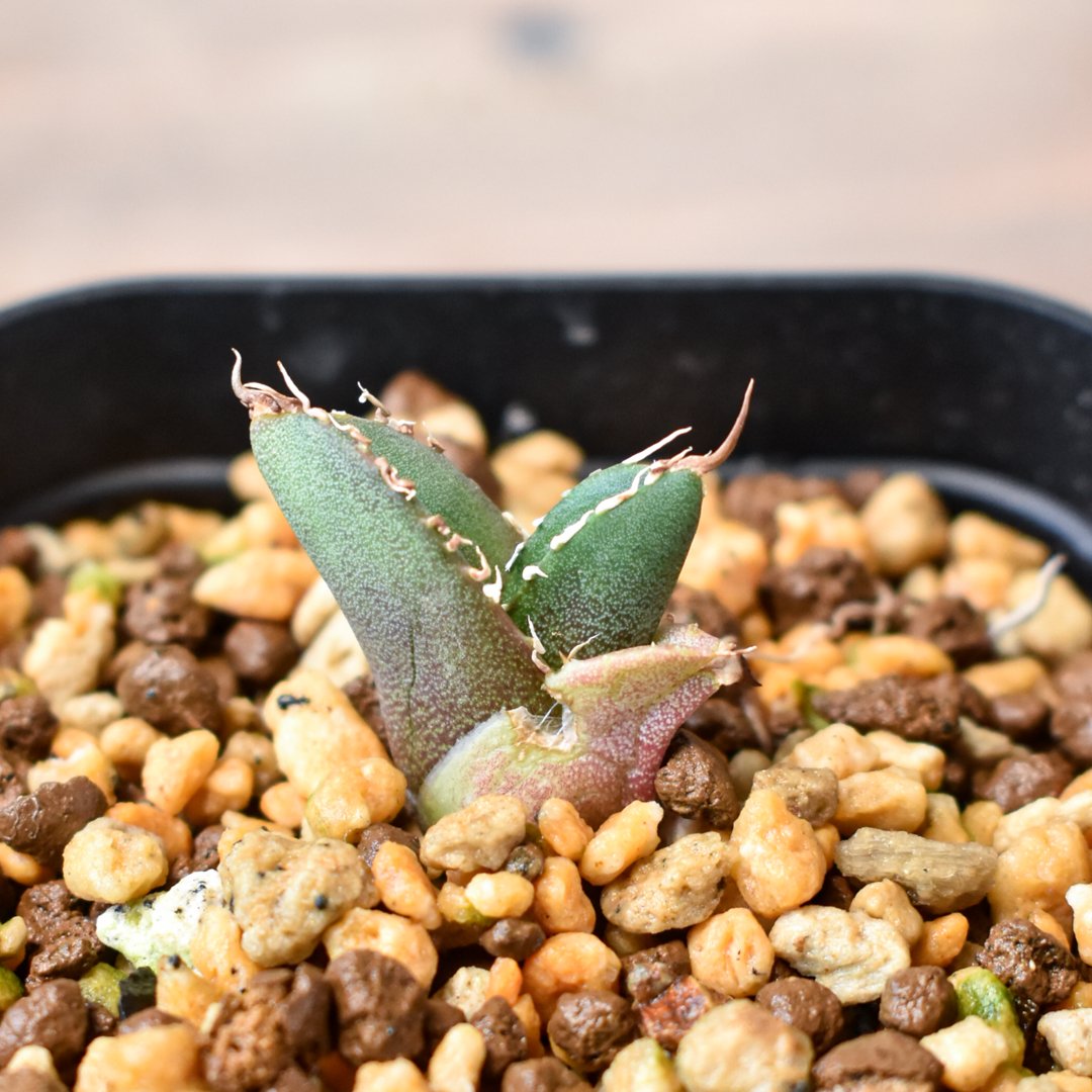 アガベ チタノタ 