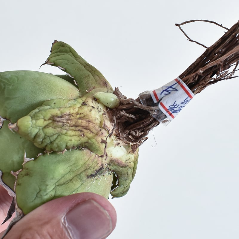 アガベ チタノタ 