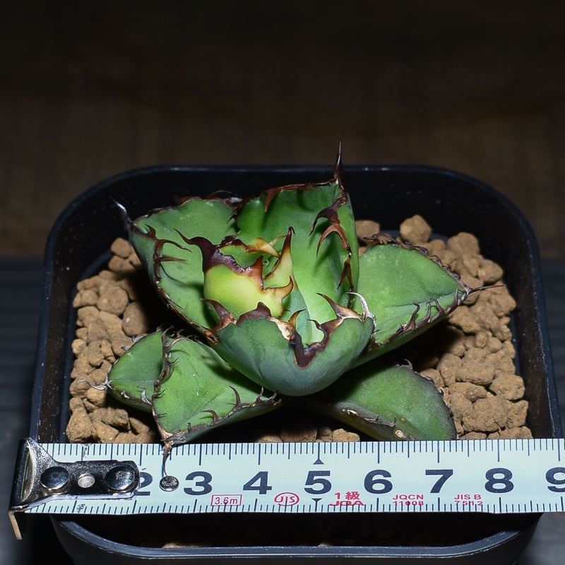 アガベ チタノタ ブラックアンドブルー 