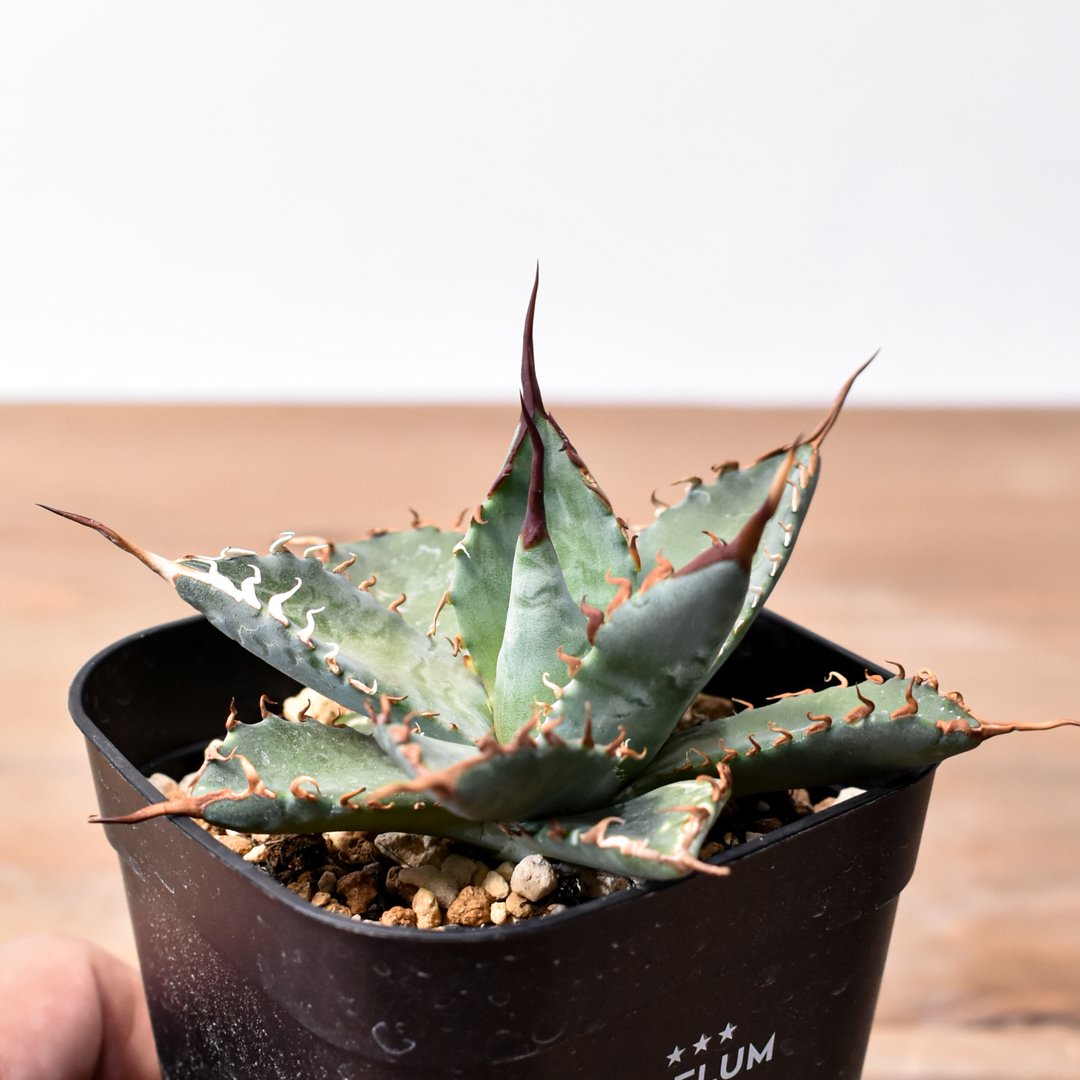 ユタエンシス エボリスピナ×ブラックアンドブルー【カリフォルニア産