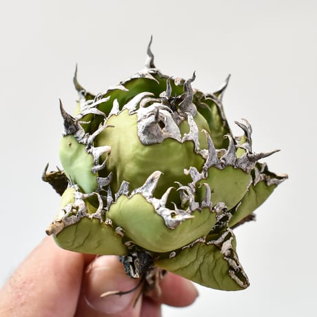アガベ チタノタ  フィリグリー"精品 圓葉拇指"【台湾 dragon agave産/抜き苗/中株】426 DGC2409047