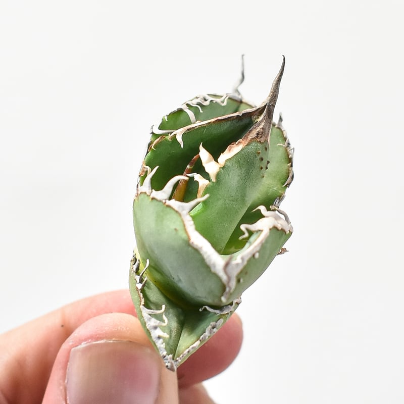 アガベ チタノタ DENNIS018 【台湾DENNIS産/発根済み/子株】DN2402