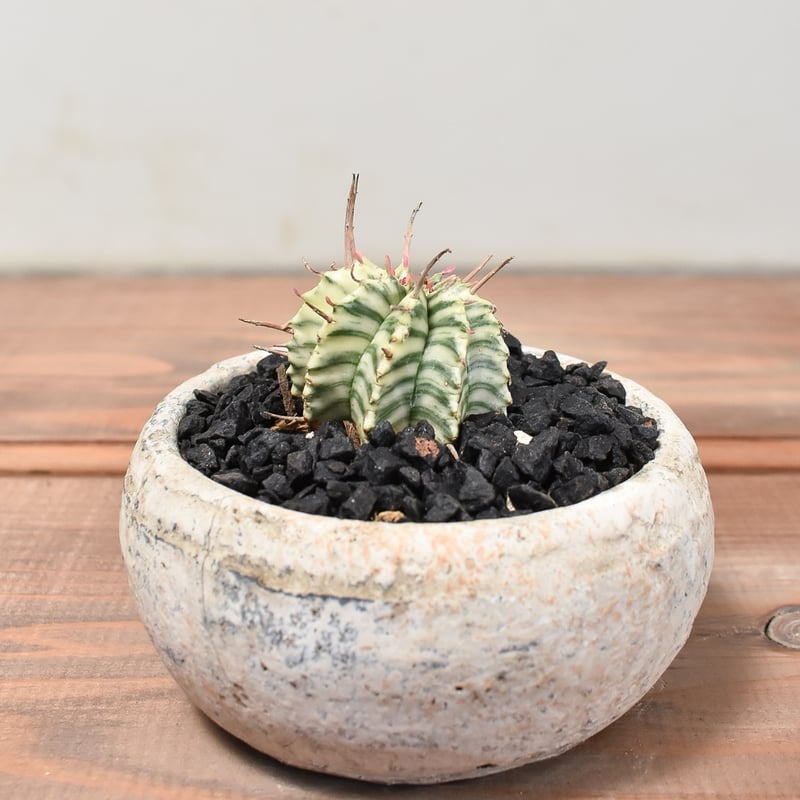 ユーフォルビア メロフォルミス錦 【発根済み】HK2400055(T) | RAFLUM /