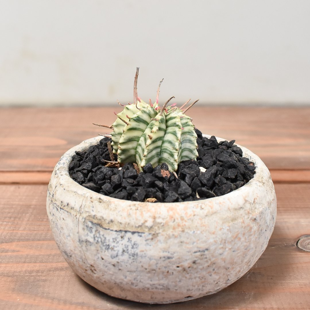 ユーフォルビア メロフォルミス錦 【発根済み】HK2400055(T) | RAFLUM /