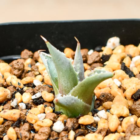 アガベ ハイブリット "邪霊" (特白肌怒雷神×血妖) 【台湾botanical_seeker産】RF25011411