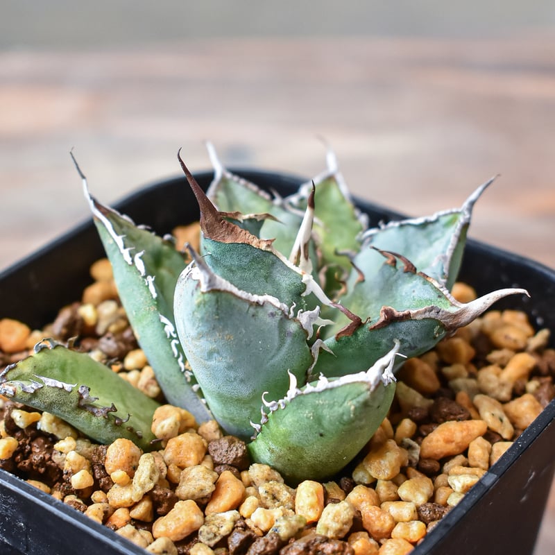 アガベ チタノタ 