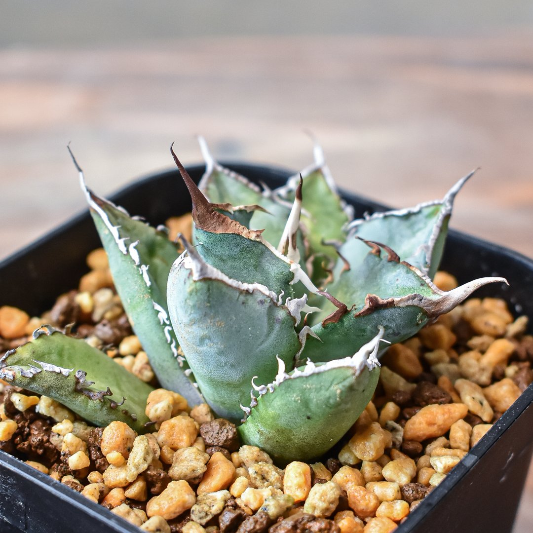 アガベ ブルーエンペラー リトルシャーク w40センチ (検索用チタノタ