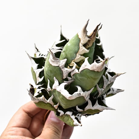 アガベ チタノタ "精品レッドキャットウィーズル" / 精品赤猫 , 精品紅猫  【台湾 dragon agave産/中株/抜き苗】B RF25011880