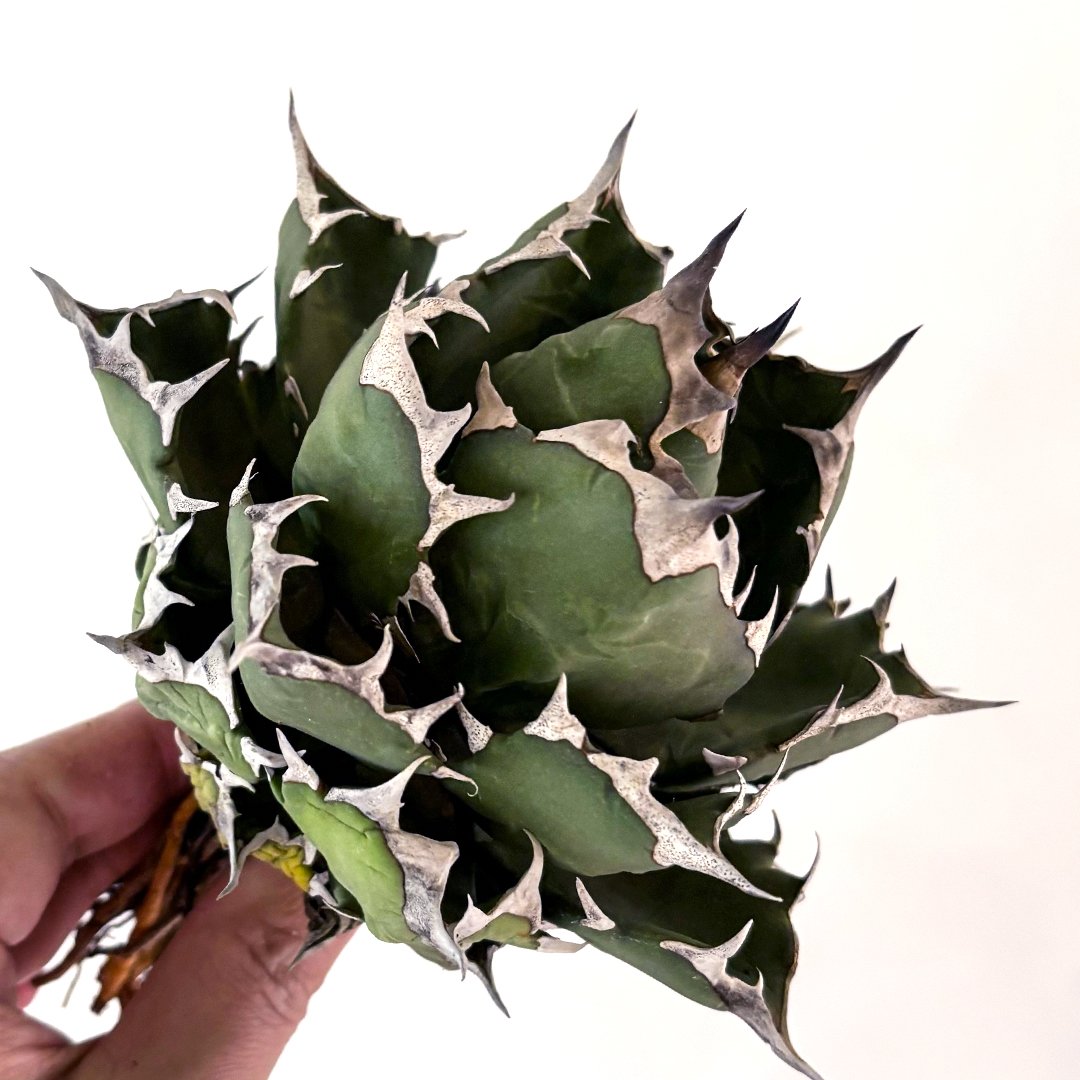 アガベ 精品 姫嚴龍 ボール 扁平 ドワーフ アガベ 精品 姫嚴龍 ボール 扁平 ドワーフ