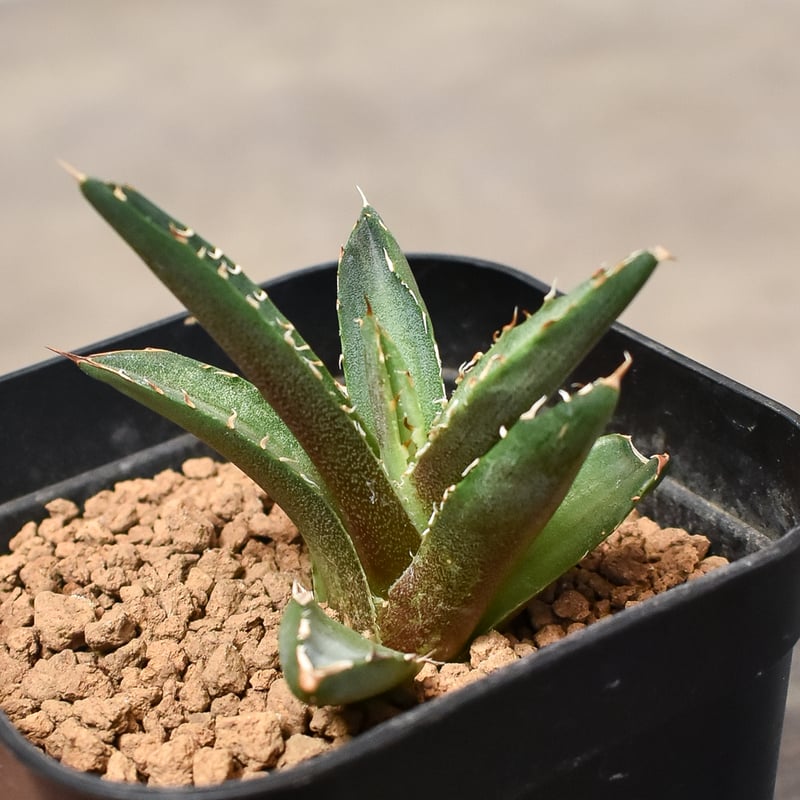 【強うねり刺】アガベ　チタノタ　中株　発根活着済み 強うねり刺アガベ チタノタ 中株 発根活着済み 強うねり刺】アガベ