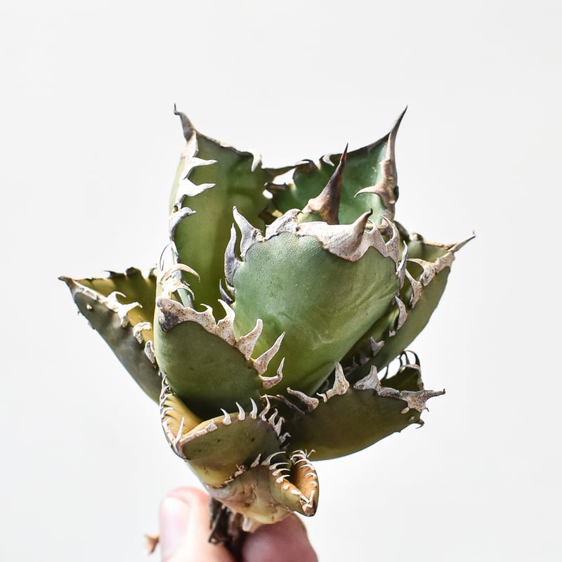 アガベ チタノタ 