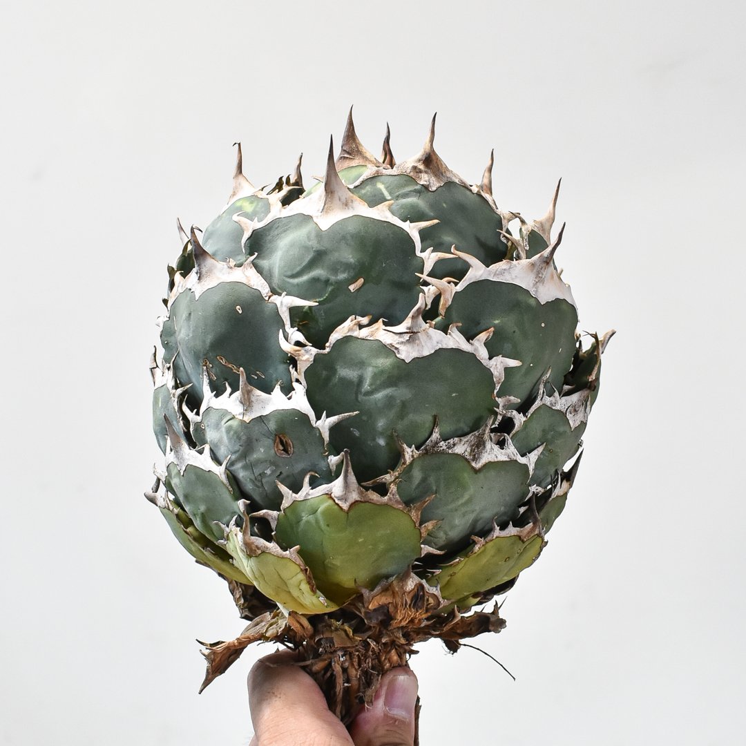 アガベ チタノタ ノーネーム Agave Titanota NONAME EU産 【公式通販】