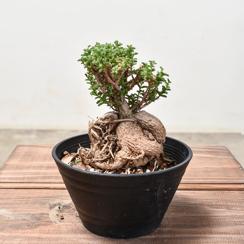 トリコディアデマ ブルボスム 