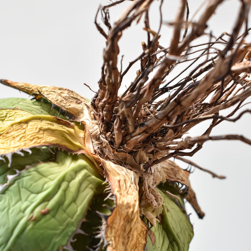 多肉植物 アガベ ホリダ コレクション株 特選 強刺 台湾株 ドラゴン