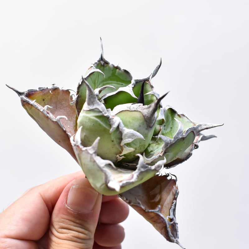 アガベ チタノタ ブラックアンドブルー / BB 藍球 【台湾 dragon agave