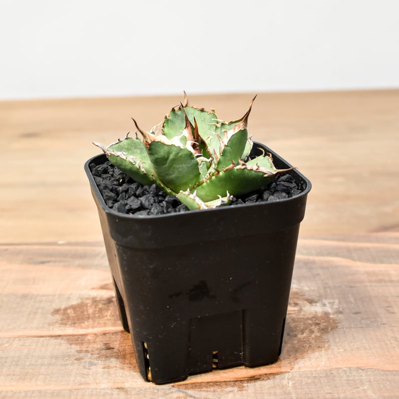 アガベ チタノタ ゼウス 