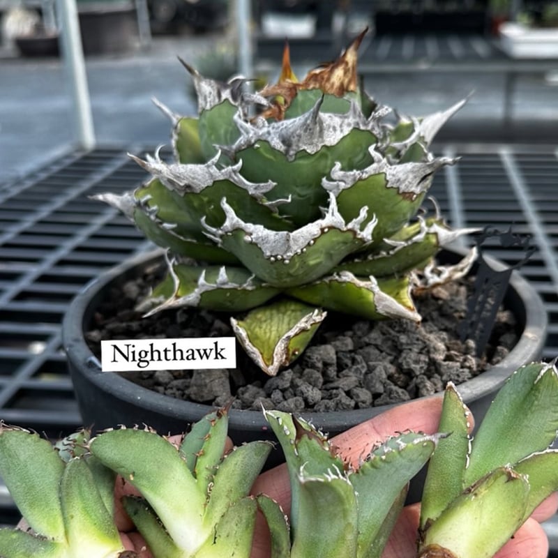 アガベ チタノタ 