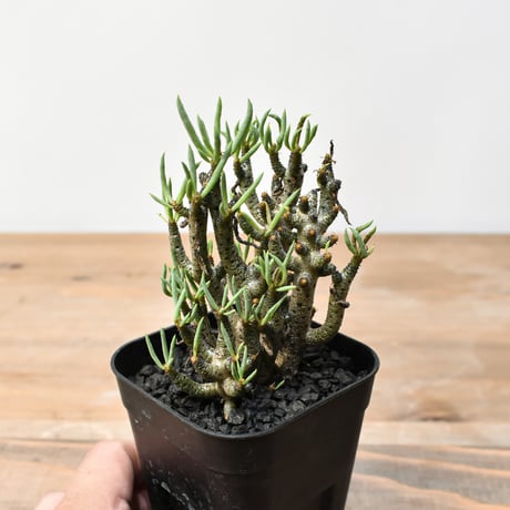 チレコドン | STORES