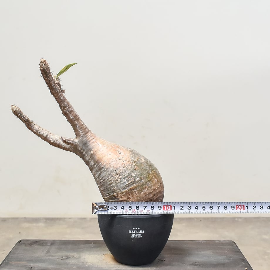 654ddccaa6782d06f8c2659c