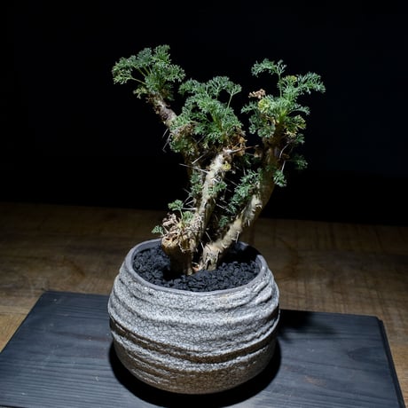 サルコカウロン へレー "竜骨城"（発根済）RF230008