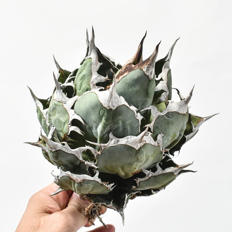 アガベ　オテロイ　大株　送料込み アガベ オテロイ 大株 送料込み