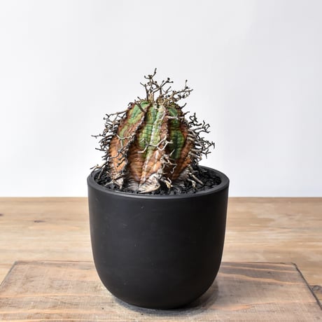 ユーフォルビアバリダ | STORES