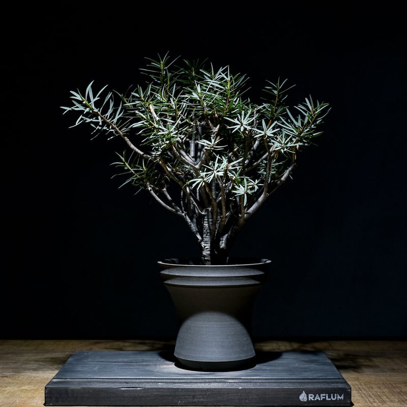 ユーフォルビア・バルサミフェラ 大株（発根済み）RF230009 | RAFLUM