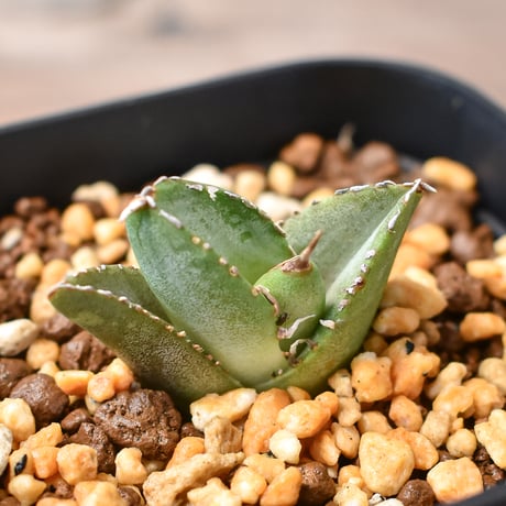 アガベ 　雪豹　子株 DRAGON AGAVE】アガベ 雪豹 EC25 – TaiShoDo ONLINE SHOP